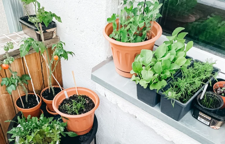 Ways to Homestead in an Apartment